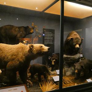 Bears, Animal Groups - Feb. 2022