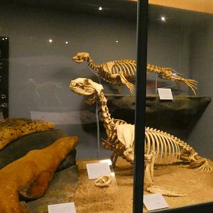 Seals, Animal Groups - Feb. 2022