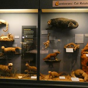 Cat Relatives, Animal Groups - Feb. 2022