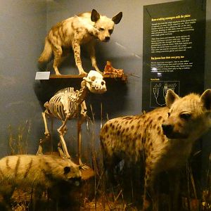 Hyenas, Animal Groups - Feb. 2022