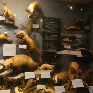 Weasels, Animal Groups - Feb. 2022