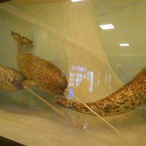 Narwhals - Feb. 2022