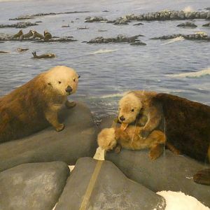Sea Otters - Feb. 2022