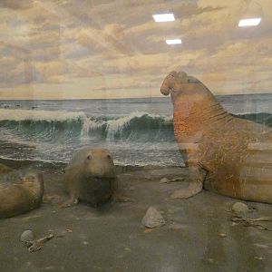 Elephant Seals - Feb. 2022