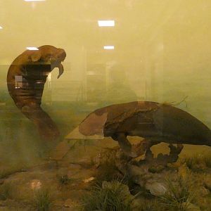 Caribbean Manatees - Feb. 2022