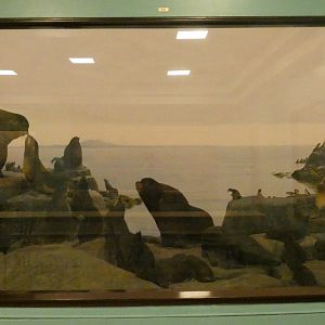 Northern Fur Seals - Feb. 2022