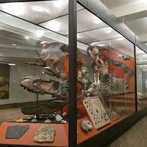 Lower Level Display Case - Feb. 2022