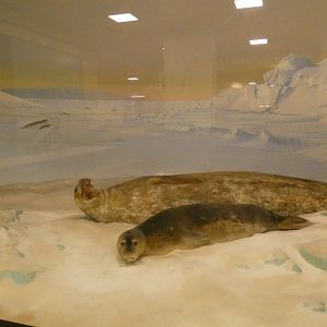 Weddell Seal and Pup - Feb. 2022