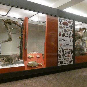 Lower Level Display Case - Feb. 2022