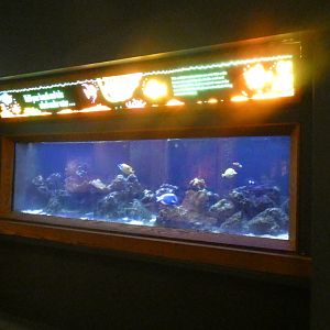 Saltwater Fish Tank, Traveling the Pacific - Feb. 2022