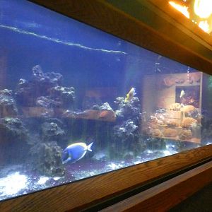 Saltwater Fish Tank, Traveling the Pacific - Feb. 2022