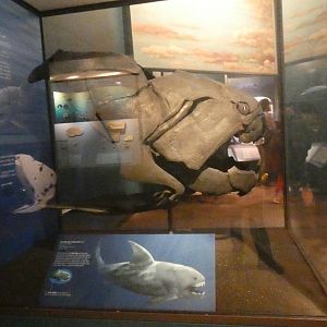 Dunkleosteus, Evolving Planet - Feb. 2022