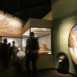 The Earliest Dinosaurs, Evolving Planet - Feb. 2022