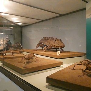 The Earliest Dinosaurs Skeletons, Evolving Planet - Feb. 2022