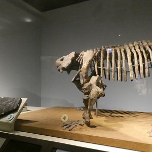 The Earliest Dinosaurs Skeletons, Evolving Planet - Feb. 2022