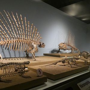 The Earliest Dinosaurs Skeletons, Evolving Planet - Feb. 2022