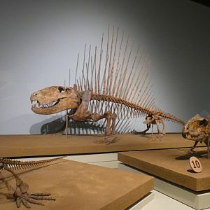 The Earliest Dinosaurs Skeletons, Evolving Planet - Feb. 2022