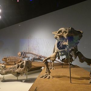 The Earliest Dinosaurs Skeletons, Evolving Planet - Feb. 2022
