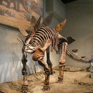 Stegosaurus, The Hall of Dinosaurs, Evolving Planet - Feb. 2022