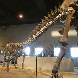 Rapetosaurus, The Hall of Dinosaurs, Evolving Planet - Feb. 2022