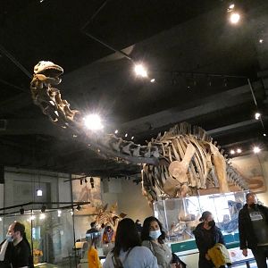 Apatosaurus, The Hall of Dinosaurs, Evolving Planet - Feb. 2022