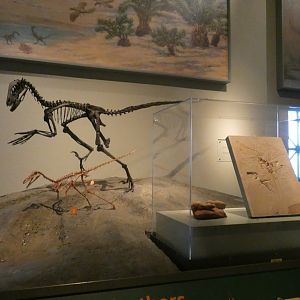 Theropod Dinosaurs (Unspecified), The Hall of Dinosaurs, Evolving Planet - Feb. 2022