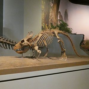 Protoceratops, The Hall of Dinosaurs, Evolving Planet - Feb. 2022