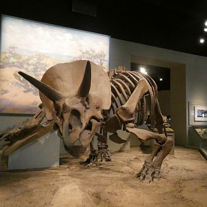 Triceratops, The Hall of Dinosaurs, Evolving Planet - Feb. 2022