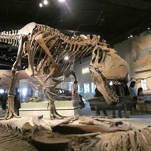 Daspletosaurus Standing Over Lambeosaurus Carcass, The Hall of Dinosaurs, Evolving Planet - Feb. 2022