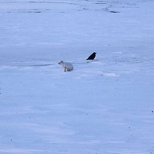 Arctic Fox and Common Raven - Alaska