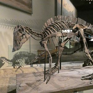 Maiasaura, The Hall of Dinosaurs, Evolving Planet - Feb. 2022