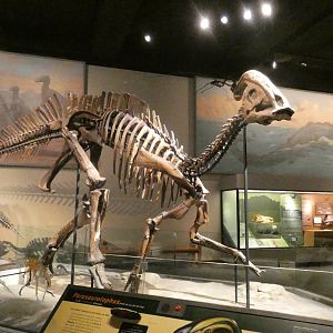 Parasaurolophus, The Hall of Dinosaurs, Evolving Planet - Feb. 2022