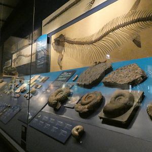 Aquatic Life of the Mesozoic, Evolving Planet - Feb. 2022