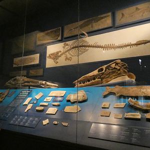 Aquatic Life of the Mesozoic, Evolving Planet - Feb. 2022