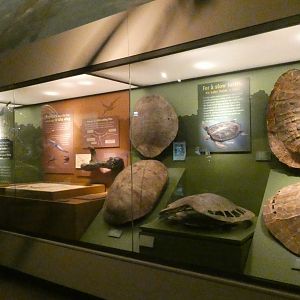 Prehistoric Turtle Shells, Aquatic Life of the Mesozoic, Evolving Planet - Feb. 2022