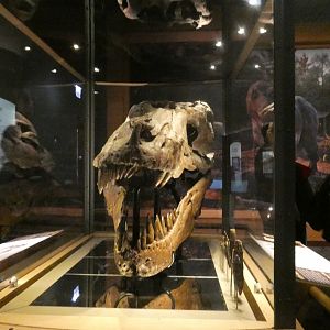 Sue's Real Skull, Evolving Planet - Feb. 2022