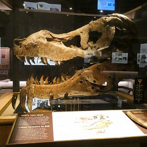 Sue's Real Skull, Evolving Planet - Feb. 2022