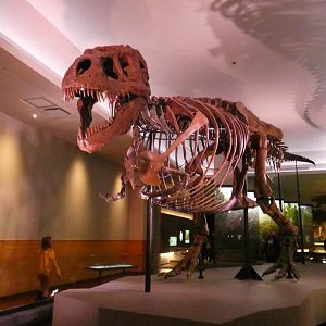 Sue the Tyrannosaurs Rex, Evolving Planet - Feb. 2022