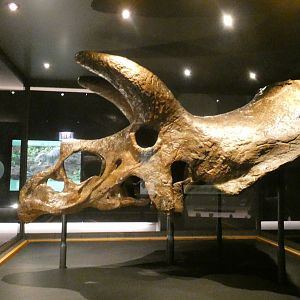 Triceratops Skull, Evolving Planet - Feb. 2022