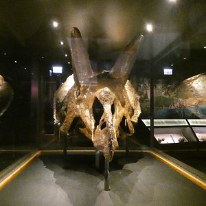 Triceratops Skull, Evolving Planet - Feb. 2022