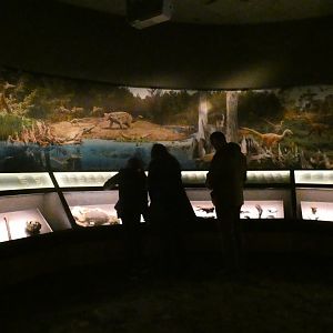 Smaller Fossil Display, Evolving Planet - Feb. 2022