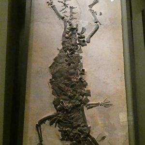 Prehistoric Crocodilian Display, Evolving Planet - Feb. 2022
