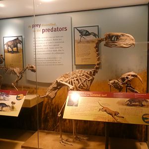Prey & Predators Adaptation Display, Evolving Planet - Feb. 2022