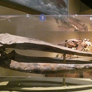 Prehistoric Whale Skull, Evolving Planet - Feb. 2022