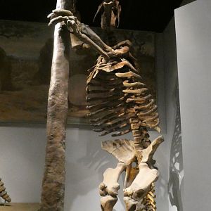 Giant Ground Sloth, Evolving Planet - Feb. 2022