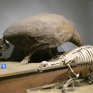 Ground Sloth (Front) & Glyptodon (Behind), Evolving Planet - Feb. 2022