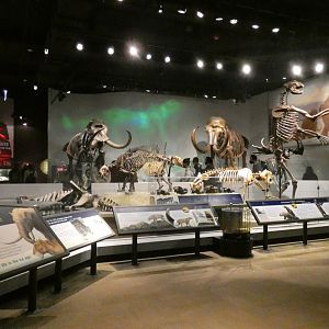 Mammals of the Ice Age, Evolving Planet - Feb. 2022