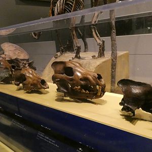 Skulls Found in Tar Pits, Mammals of the Ice Age, Evolving Planet - Feb. 2022