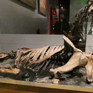 Paramylodon, Mammals of the Ice Age, Evolving Planet - Feb. 2022