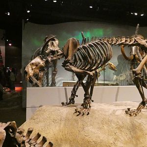 Smilodon, Mammals of the Ice Age, Evolving Planet - Feb. 2022